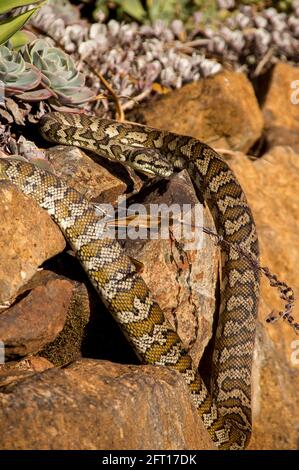 A large carpet python snake (Morelia spilota) sunbathing in warm winter sun on rocks in garden. Queensland, Australia. Stock Photo