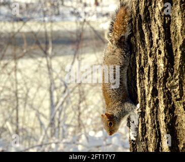 Eastern Gray Squirrel enjoys a snow day in Central Park, NY Stock Photo