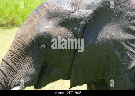 Young African Elephant up close and personal Stock Photo