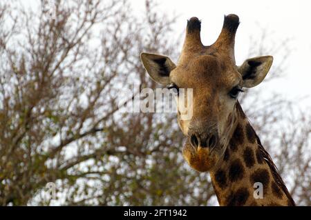 Curious male Giraffe amidst the Thorn trees Stock Photo