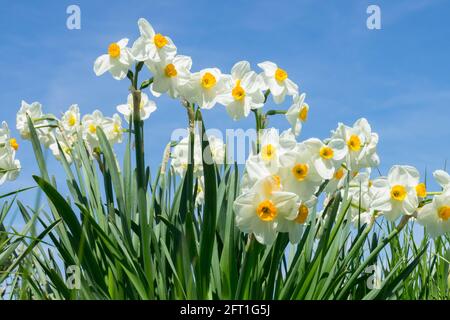 Spring White Daffodils Against blue sky Stock Photo