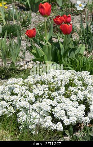 Iberis sempervirens Flower bed Spring White Evergreen candytuft Stock Photo