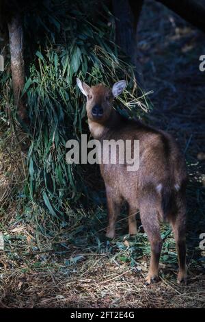 Red Goral, Naemorhedus baileyi, Sikkim, India Stock Photo