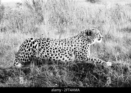 Female Cheetah - a study in black and white Stock Photo