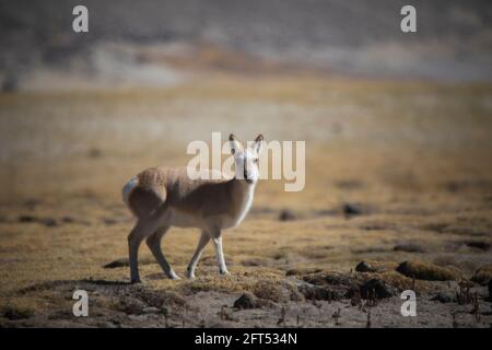 Tibetan Gazelle, Procapra picticaudata, Gurudonmar, Sikkim, India Stock Photo