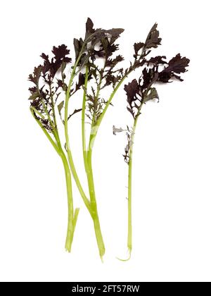 Freshly picked leaves of the organically grown salad mustard, Brassica juncea 'Red Lace', on a white background Stock Photo