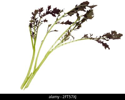 Freshly picked leaves of the organically grown salad mustard, Brassica juncea 'Red Lace', on a white background Stock Photo