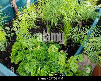 Curly leaved kitchen herb Parsley shares a container with young Florence fennel in a UK urban garden Stock Photo