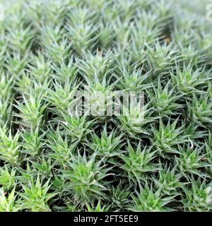 Abromeitiella chlorantha is low densely caespitose perennial cushion forming sub-succulent herb, peculiar terrestrial bromeliad that forms neat with h Stock Photo