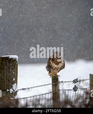 Buzzard on a fence post Stock Photo