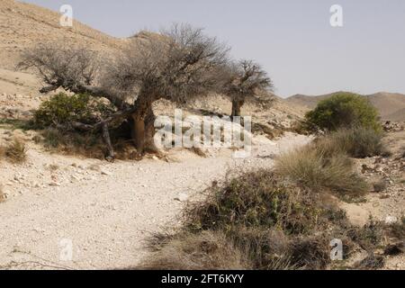 Old, dry Pistachio Tree, Atlantic Pistacia or Pistacia Atlantica (region's remain of past rainy climate), bushes, Nachal Elizur riverbed, Negev Desert Stock Photo