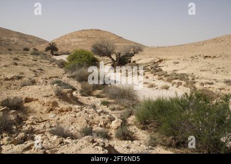 Bushes, old, dry Pistachio Tree, Atlantic Pistacia or Pistacia Atlantica (region's remain of past rainy climate), Nachal Elizur riverbed, Negev Desert Stock Photo