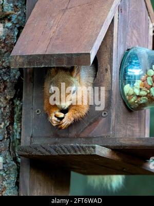 Red Squirrel (Sciurus vulgaris) Stock Photo