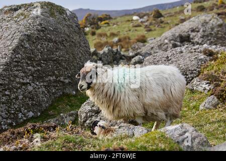 horned sheep at large in beautiful mountain intonation in the Scottish highlands Stock Photo
