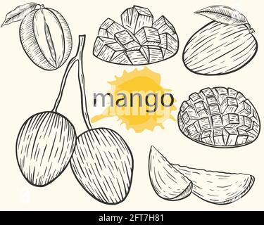 Mango set, vector. Sketch whole and sliced fruit, mango on a branch with leaves. Agriculture botanical sketch for label or design. Growing plant foods Stock Vector