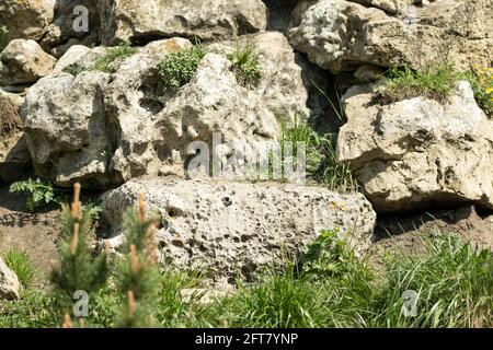 Natural texture with stones, earth and grass. Stock Photo