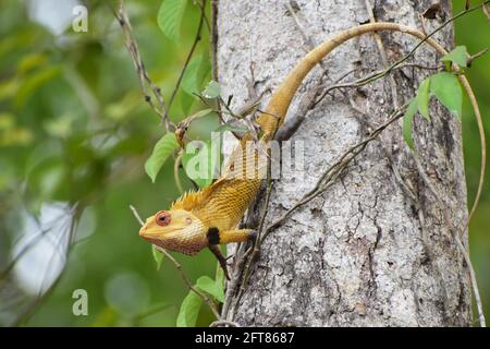 Oriental garden lizard on a tree Stock Photo