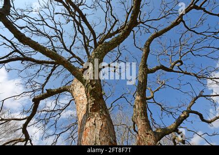 Tree branches no leaves Stock Photo
