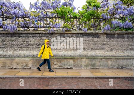 Cambridge, UK. 21st May, 2021. People walk by the wisteria blooming on the walls of Sidney Sussex College with umbrellas and raincoats. The late spring flowers are out in unseasonably wet and cold conditions as the UK weather continues to be unsettled for the time of year. Credit: Julian Eales/Alamy Live News Stock Photo