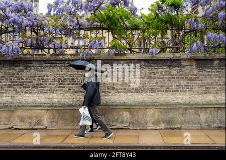 Cambridge, UK. 21st May, 2021. People walk by the wisteria blooming on the walls of Sidney Sussex College with umbrellas and raincoats. The late spring flowers are out in unseasonably wet and cold conditions as the UK weather continues to be unsettled for the time of year. Credit: Julian Eales/Alamy Live News Stock Photo