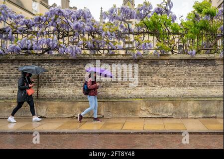 Cambridge, UK. 21st May, 2021. People walk by the wisteria blooming on the walls of Sidney Sussex College with umbrellas and raincoats. The late spring flowers are out in unseasonably wet and cold conditions as the UK weather continues to be unsettled for the time of year. Credit: Julian Eales/Alamy Live News Stock Photo