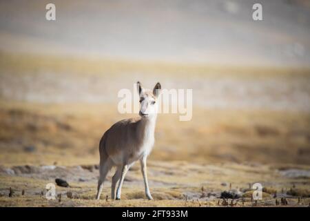 Tibetan Gazelle, Procapra picticaudata, Gurudonmar, Sikkim, India Stock Photo