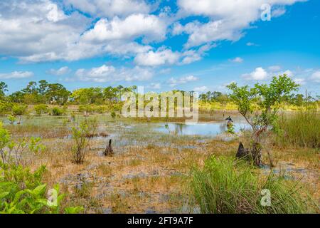 Button Bush Marsh at St. Andrews State Park, Panama City, Florida. Anhinga on stump drying wings. Stock Photo