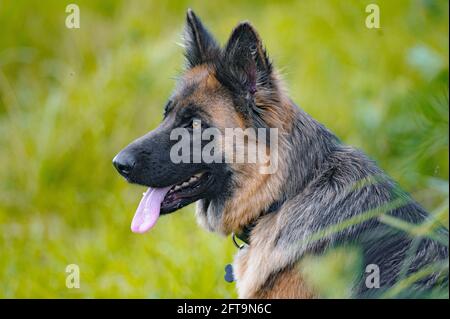 Beautiful german shepherd dog portrait in the summer Stock Photo
