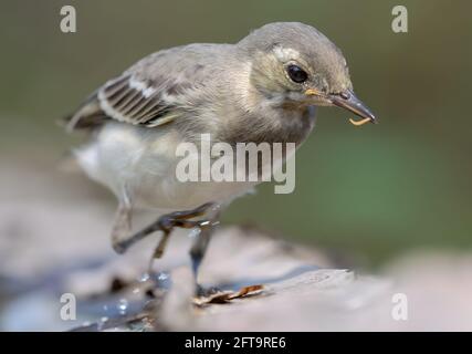 Actively running young White Wagtail (motacilla alba) close portrait with a small worm in the beak Stock Photo