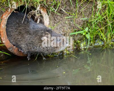 Water Vole looking out of a Hole Stock Photo