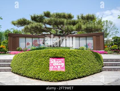 Shanghai. 21st May, 2021. Photo taken on May 21, 2021 shows a corner of the Shandong garden of the 10th China Flower Expo in Chongming District, east China's Shanghai. The 10th China Flower Expo, which covers a total area of 589 hectares, kicked off here on Friday and is expected to conclude on July 2. Credit: Ding Ting/Xinhua/Alamy Live News Stock Photo