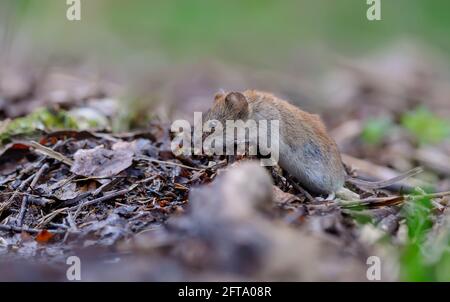 Bank vole (myodes glareolus) crawling over old deadwood branch and leaves on summer forest floor Stock Photo