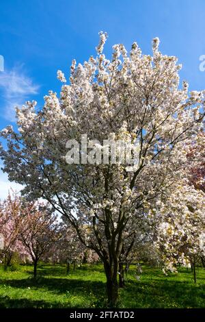 Prunus Sunset Boulevard, prunus cherry tree blooming Stock Photo
