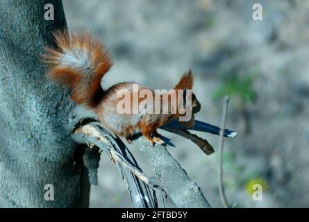 Squirrel sitting high on a tree branch and gnaw a nut, top view. Stock Photo