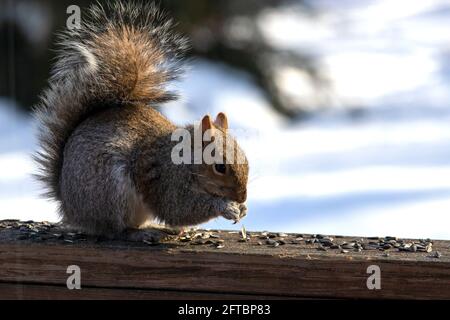 Grey squirrel eating sunflower seed in Winter Stock Photo