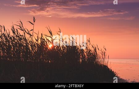 Sunset over sea coast, summer landscape with reed silhouettes under colorful sky Stock Photo
