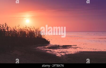 Bright sunset over a sea coast, summer evening landscape photo with reed silhouettes under colorful sky Stock Photo