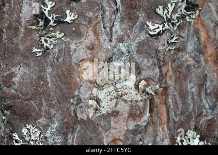Dark marbled carpet, Dysstroma citrata resting on pine bark Stock Photo