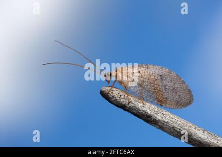 Brown lacewing, Hemerobiidae, clouds and blue sky in the background Stock Photo