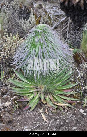 (210521) -- NAIROBI, May 21, 2021 (Xinhua) -- Undated file photo provided by Sino-Africa Joint Research Center (SAJOREC) shows Lobelia telekii Schweinf., or giant lobelia, which is only found in Uganda and Kenya in Africa. The International Day for Biological Diversity falls on May 22. (SAJOREC/Handout via Xinhua) Stock Photo