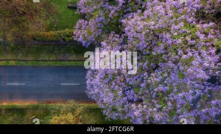 (210521) -- NAIROBI, May 21, 2021 (Xinhua) -- File photo taken on Oct. 4, 2016 shows Jacaranda acutifolia in Zambia. The International Day for Biological Diversity falls on May 22. (Photo by Chen Wenchang/Xinhua) Stock Photo