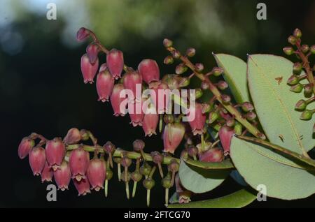 (210521) -- NAIROBI, May 21, 2021 (Xinhua) -- Undated file photo provided by Sino-Africa Joint Research Center (SAJOREC) shows Agarista salicifolia (Lam.) G.Don, which is found in Africa. The International Day for Biological Diversity falls on May 22. (SAJOREC/Handout via Xinhua) Stock Photo