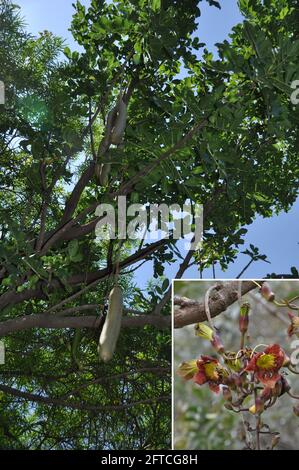 (210521) -- NAIROBI, May 21, 2021 (Xinhua) -- Undated combo file photo provided by Sino-Africa Joint Research Center (SAJOREC) shows Kigelia africana (Lam.) Benth., or sausage tree, which is widely found in Africa. The International Day for Biological Diversity falls on May 22. (SAJOREC/Handout via Xinhua) Stock Photo