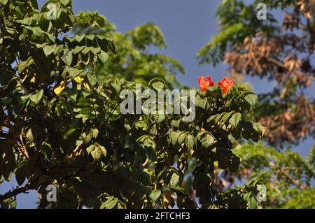 (210521) -- NAIROBI, May 21, 2021 (Xinhua) -- Undated file photo provided by Sino-Africa Joint Research Center (SAJOREC) shows Spathodea Campanulata Beauv., or African Tulip Tree, which is commonly found in Africa. The International Day for Biological Diversity falls on May 22. (SAJOREC/Handout via Xinhua) Stock Photo