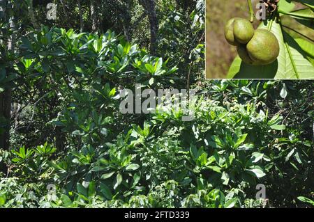 (210521) -- NAIROBI, May 21, 2021 (Xinhua) -- Undated combo file photo provided by Sino-Africa Joint Research Center (SAJOREC) shows Tabernaemontana stapfiana Britten, or Soccerball fruit, which is commonly found in east Africa. The International Day for Biological Diversity falls on May 22. (SAJOREC/Handout via Xinhua) Stock Photo