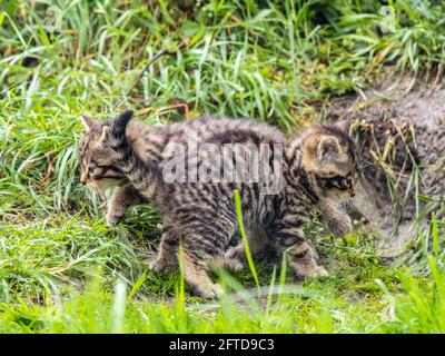 Two Scottish Wildlife Kitten Stock Photo