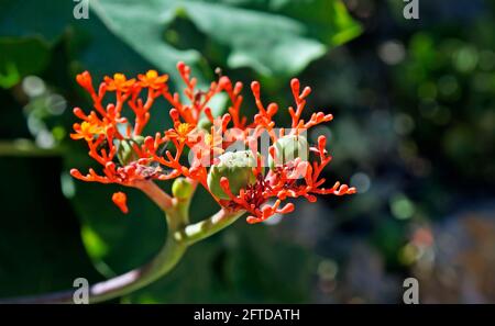 Buddha belly plant flowers (Jatropha podagrica) Stock Photo