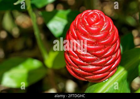 Ginger inflorescence (Zingiber officinale) on garden Stock Photo