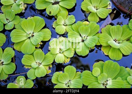 Water Cabbage or Water Lettuce (Pistia stratiotes) Stock Photo