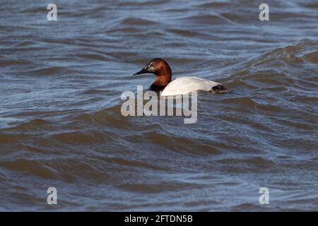 The King of Ducks, a drake Canvasback, Aythya valisineria, rides the waves of a deep water lake in Calfornia's San Joaquin Valley. Stock Photo